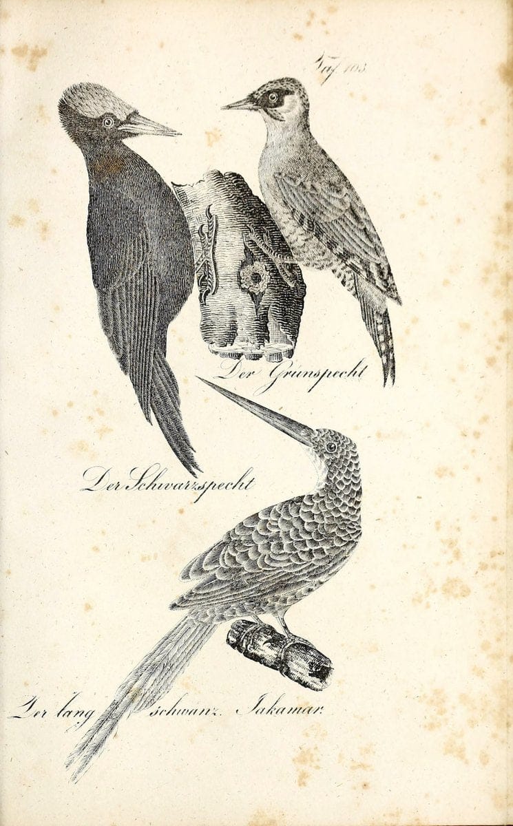 Die Naturgeschichte in getreuen Abbildungen und mit ausfuÃŒË†hrlicher Beschreibung derselben. Leipzig :bei Eduard Eisenach ;1835.  | Birds "Pictorial works"  | Vintage Print Reproduction 471984