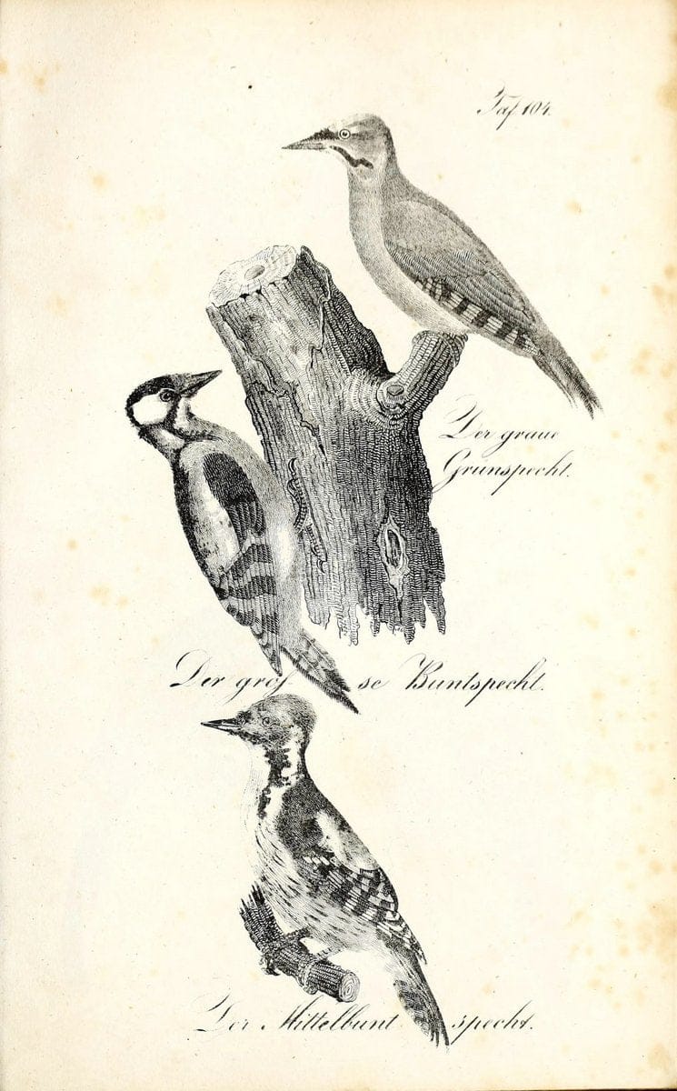 Die Naturgeschichte in getreuen Abbildungen und mit ausfuÃŒË†hrlicher Beschreibung derselben. Leipzig :bei Eduard Eisenach ;1835.  | Birds "Pictorial works"  | Vintage Print Reproduction 471985