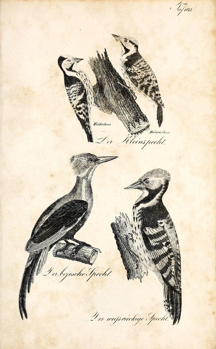 Die Naturgeschichte in getreuen Abbildungen und mit ausfuÃŒË†hrlicher Beschreibung derselben. Leipzig :bei Eduard Eisenach ;1835.  | Birds "Pictorial works"  | Vintage Print Reproduction 471986