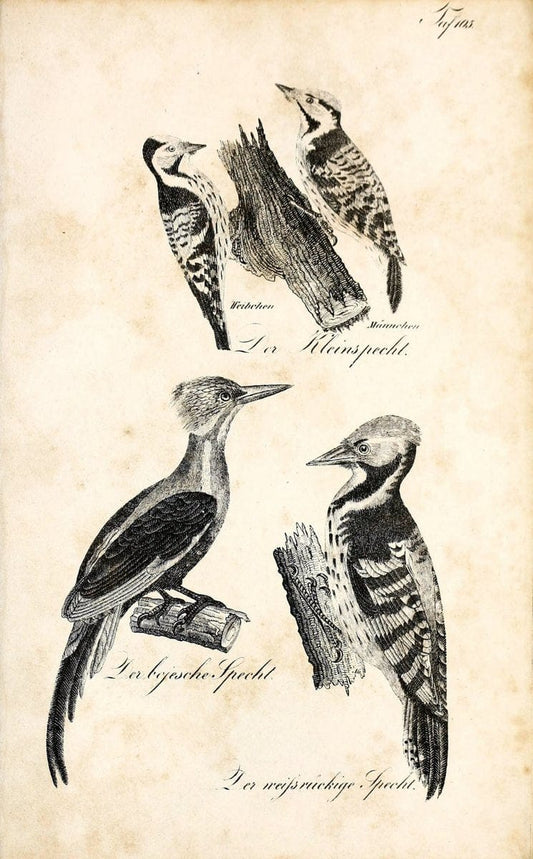 Die Naturgeschichte in getreuen Abbildungen und mit ausfuÃŒË†hrlicher Beschreibung derselben. Leipzig :bei Eduard Eisenach ;1835.  | Birds "Pictorial works"  | Vintage Print Reproduction 471986