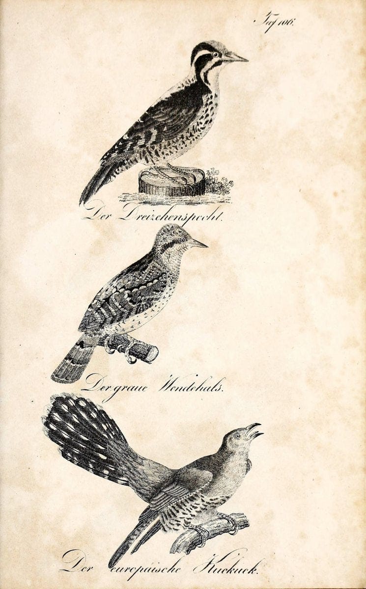 Die Naturgeschichte in getreuen Abbildungen und mit ausfuÃŒË†hrlicher Beschreibung derselben. Leipzig :bei Eduard Eisenach ;1835.  | Birds "Pictorial works"  | Vintage Print Reproduction 471987
