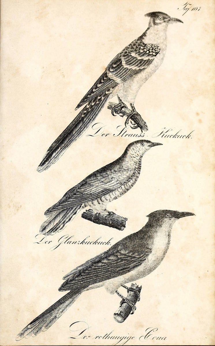 Die Naturgeschichte in getreuen Abbildungen und mit ausfuÃŒË†hrlicher Beschreibung derselben. Leipzig :bei Eduard Eisenach ;1835.  | Birds "Pictorial works"  | Vintage Print Reproduction 471988