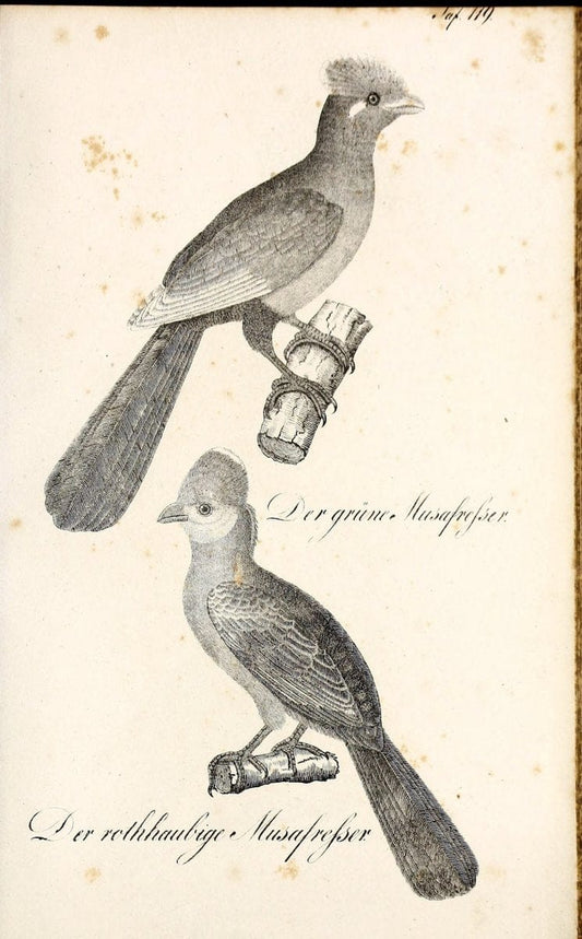 Die Naturgeschichte in getreuen Abbildungen und mit ausfuÃŒË†hrlicher Beschreibung derselben. Leipzig :bei Eduard Eisenach ;1835.  | Birds "Pictorial works"  | Vintage Print Reproduction 472000