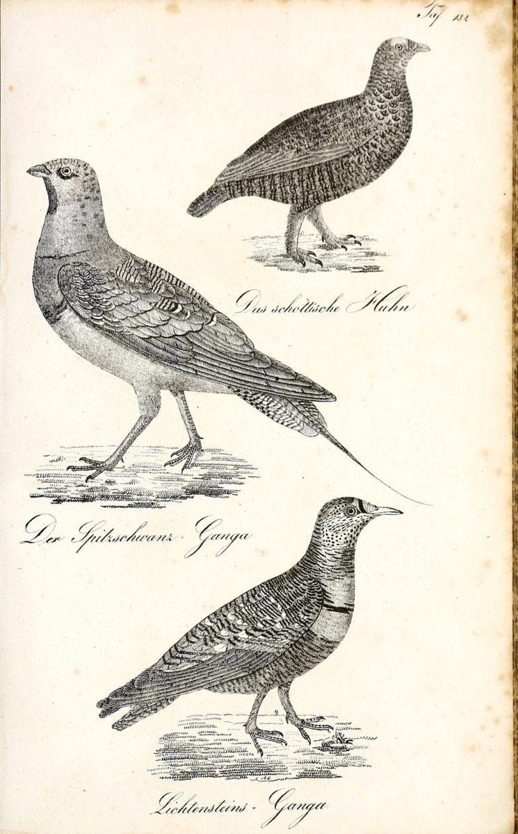 Die Naturgeschichte in getreuen Abbildungen und mit ausfuÃŒË†hrlicher Beschreibung derselben. Leipzig :bei Eduard Eisenach ;1835.  | Birds "Pictorial works"  | Vintage Print Reproduction 472014