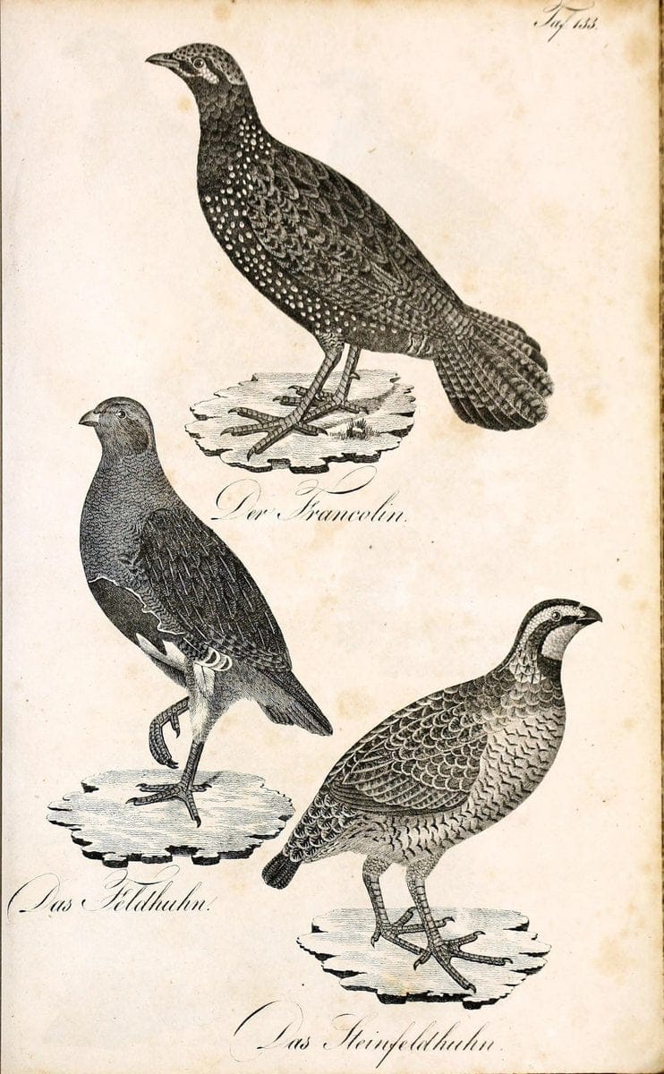 Die Naturgeschichte in getreuen Abbildungen und mit ausfuÃŒË†hrlicher Beschreibung derselben. Leipzig :bei Eduard Eisenach ;1835.  | Birds "Pictorial works"  | Vintage Print Reproduction 472015