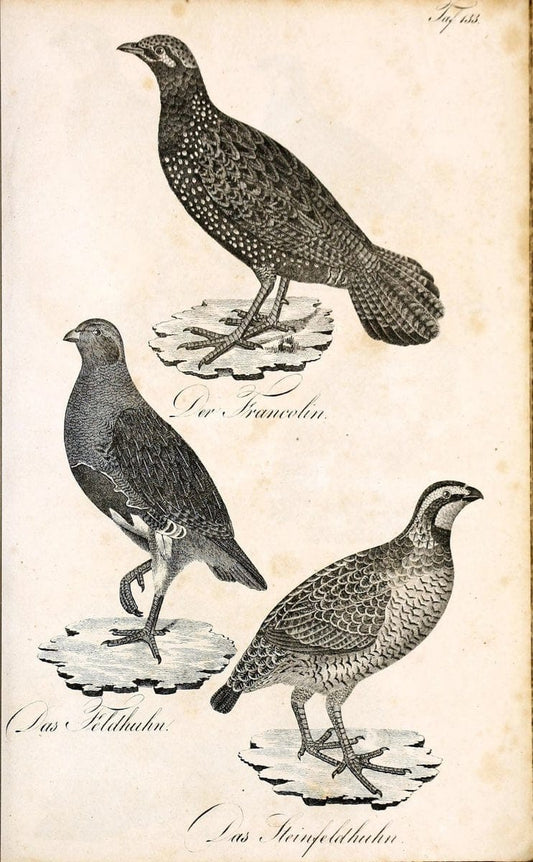 Die Naturgeschichte in getreuen Abbildungen und mit ausfuÃŒË†hrlicher Beschreibung derselben. Leipzig :bei Eduard Eisenach ;1835.  | Birds "Pictorial works"  | Vintage Print Reproduction 472015