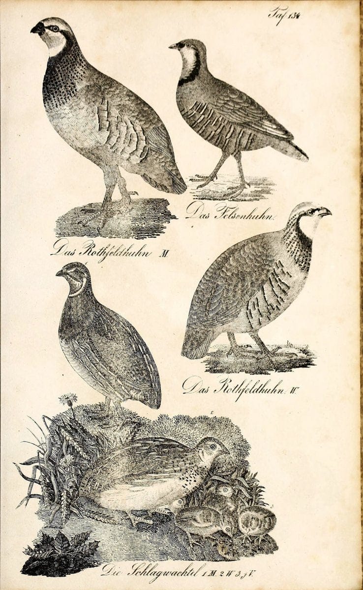 Die Naturgeschichte in getreuen Abbildungen und mit ausfuÃŒË†hrlicher Beschreibung derselben. Leipzig :bei Eduard Eisenach ;1835.  | Birds "Pictorial works"  | Vintage Print Reproduction 472016