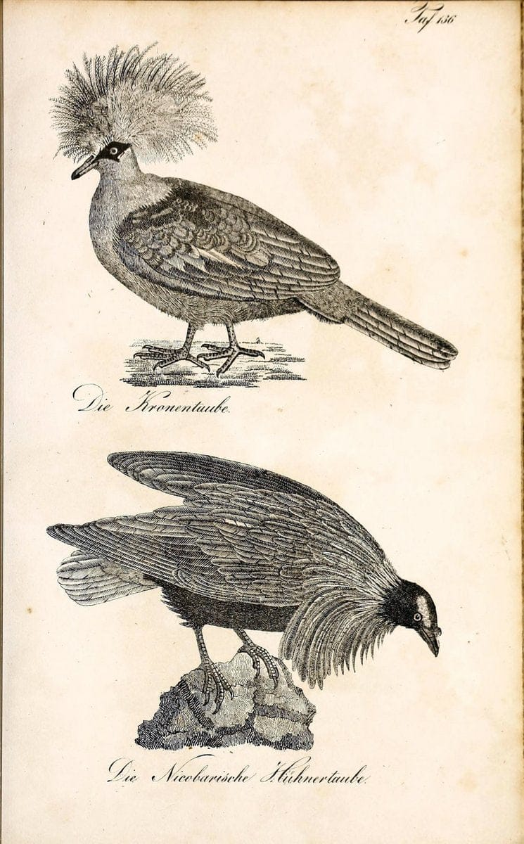 Die Naturgeschichte in getreuen Abbildungen und mit ausfuÃŒË†hrlicher Beschreibung derselben. Leipzig :bei Eduard Eisenach ;1835.  | Birds "Pictorial works"  | Vintage Print Reproduction 472018
