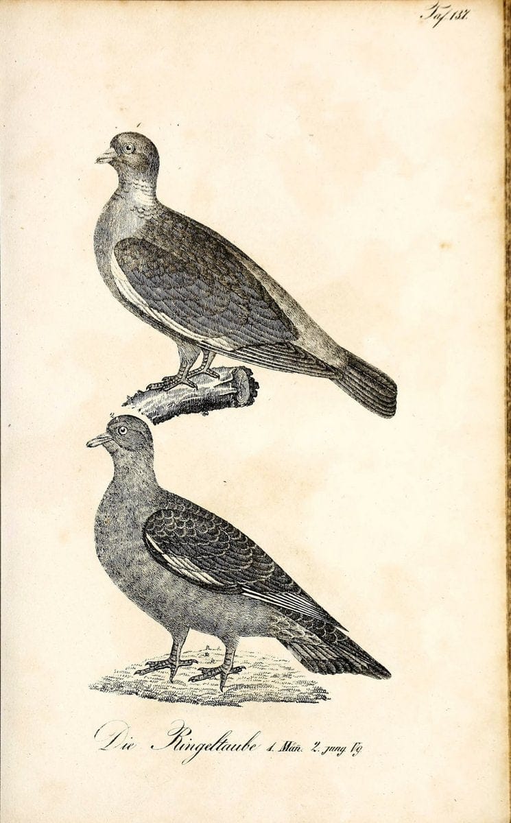 Die Naturgeschichte in getreuen Abbildungen und mit ausfuÃŒË†hrlicher Beschreibung derselben. Leipzig :bei Eduard Eisenach ;1835.  | Birds "Pictorial works"  | Vintage Print Reproduction 472019