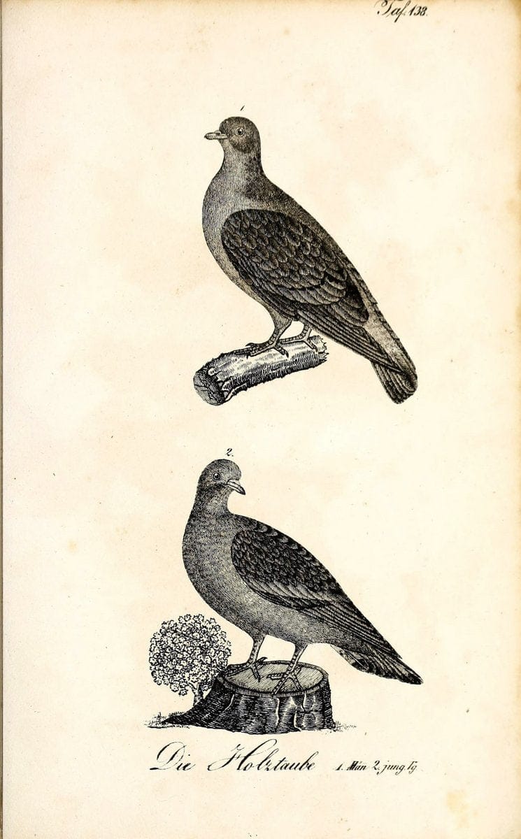 Die Naturgeschichte in getreuen Abbildungen und mit ausfuÃŒË†hrlicher Beschreibung derselben. Leipzig :bei Eduard Eisenach ;1835.  | Birds "Pictorial works"  | Vintage Print Reproduction 472020