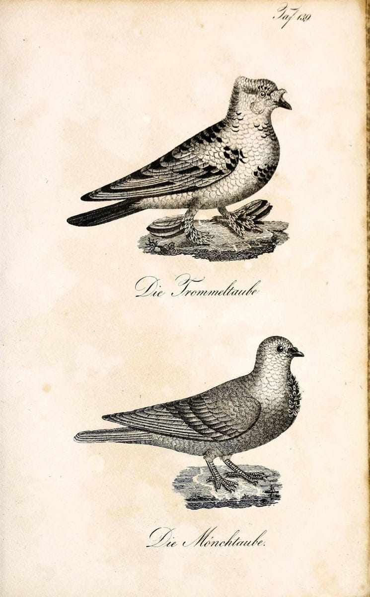 Die Naturgeschichte in getreuen Abbildungen und mit ausfuÃŒË†hrlicher Beschreibung derselben. Leipzig :bei Eduard Eisenach ;1835.  | Birds "Pictorial works"  | Vintage Print Reproduction 472021