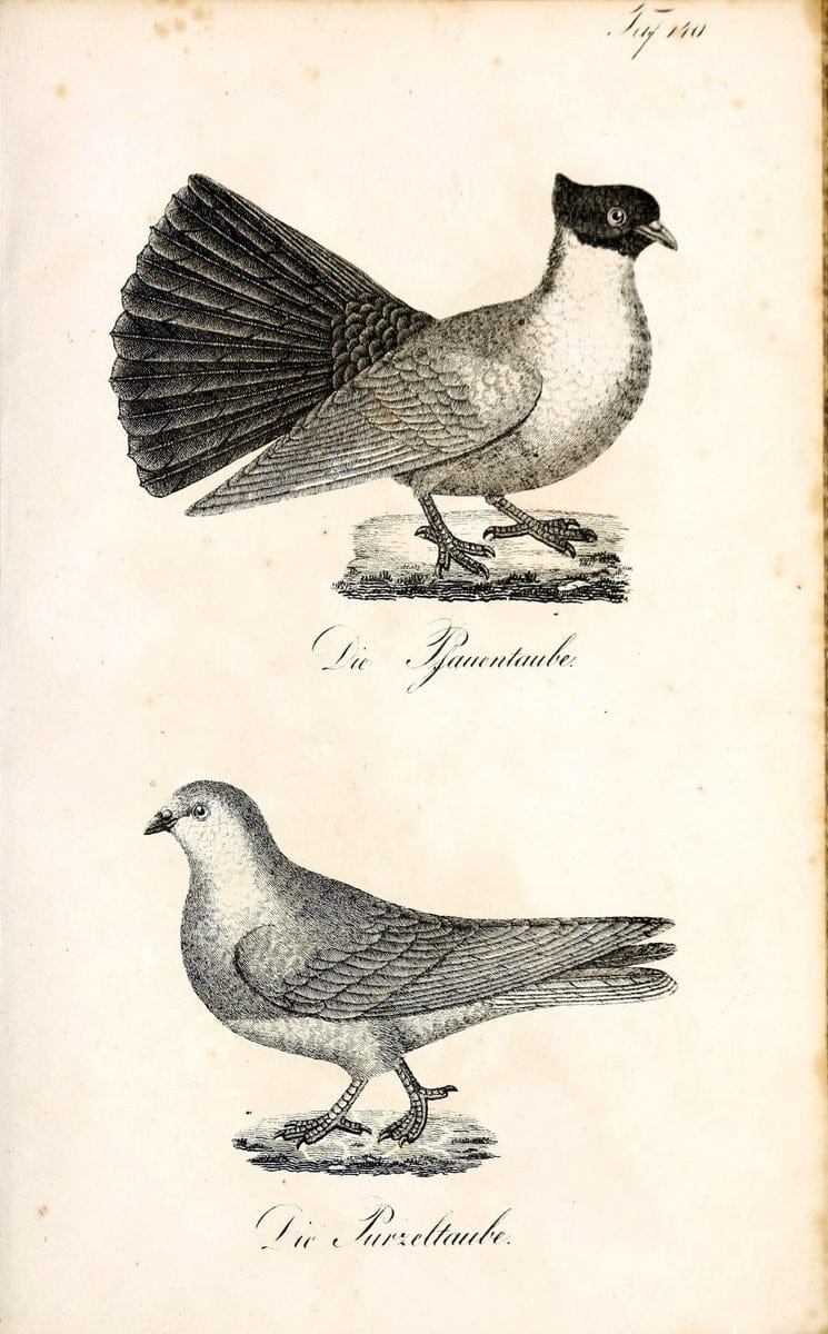 Die Naturgeschichte in getreuen Abbildungen und mit ausfuÃŒË†hrlicher Beschreibung derselben. Leipzig :bei Eduard Eisenach ;1835.  | Birds "Pictorial works"  | Vintage Print Reproduction 472022