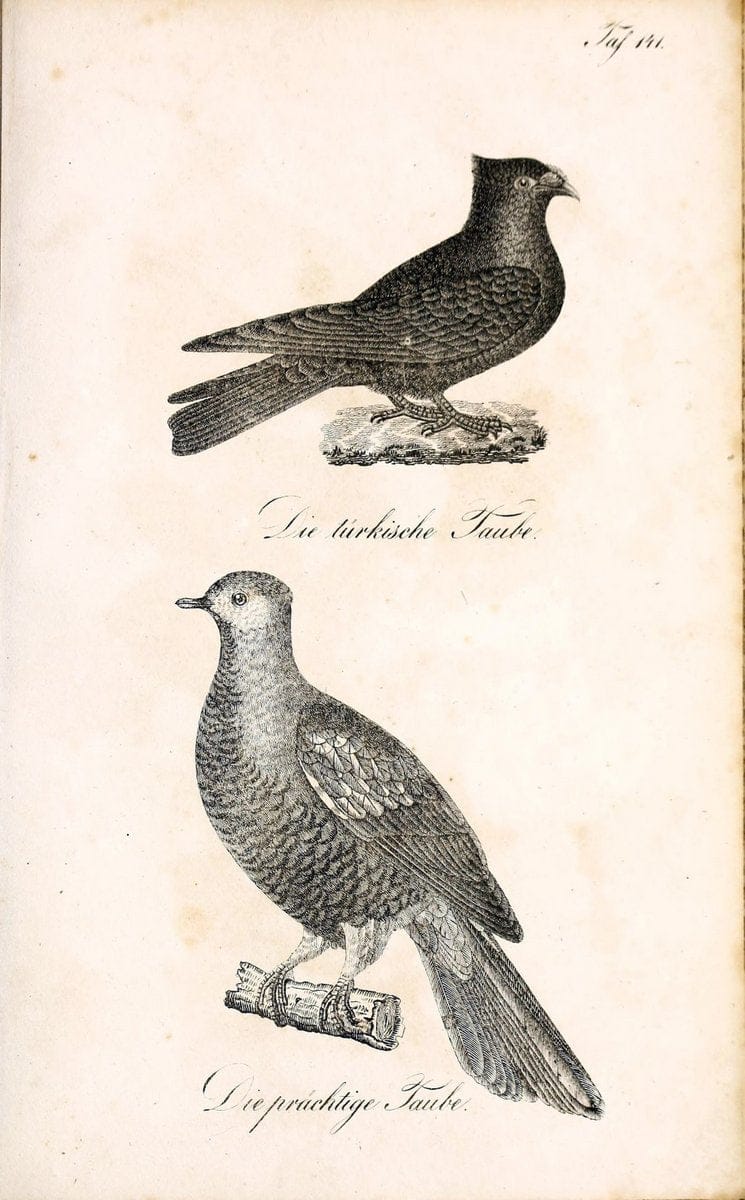Die Naturgeschichte in getreuen Abbildungen und mit ausfuÃŒË†hrlicher Beschreibung derselben. Leipzig :bei Eduard Eisenach ;1835.  | Birds "Pictorial works"  | Vintage Print Reproduction 472023