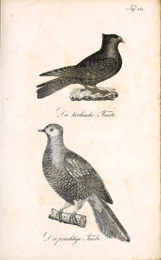 Die Naturgeschichte in getreuen Abbildungen und mit ausfuÃŒË†hrlicher Beschreibung derselben. Leipzig :bei Eduard Eisenach ;1835.  | Birds "Pictorial works"  | Vintage Print Reproduction 472023