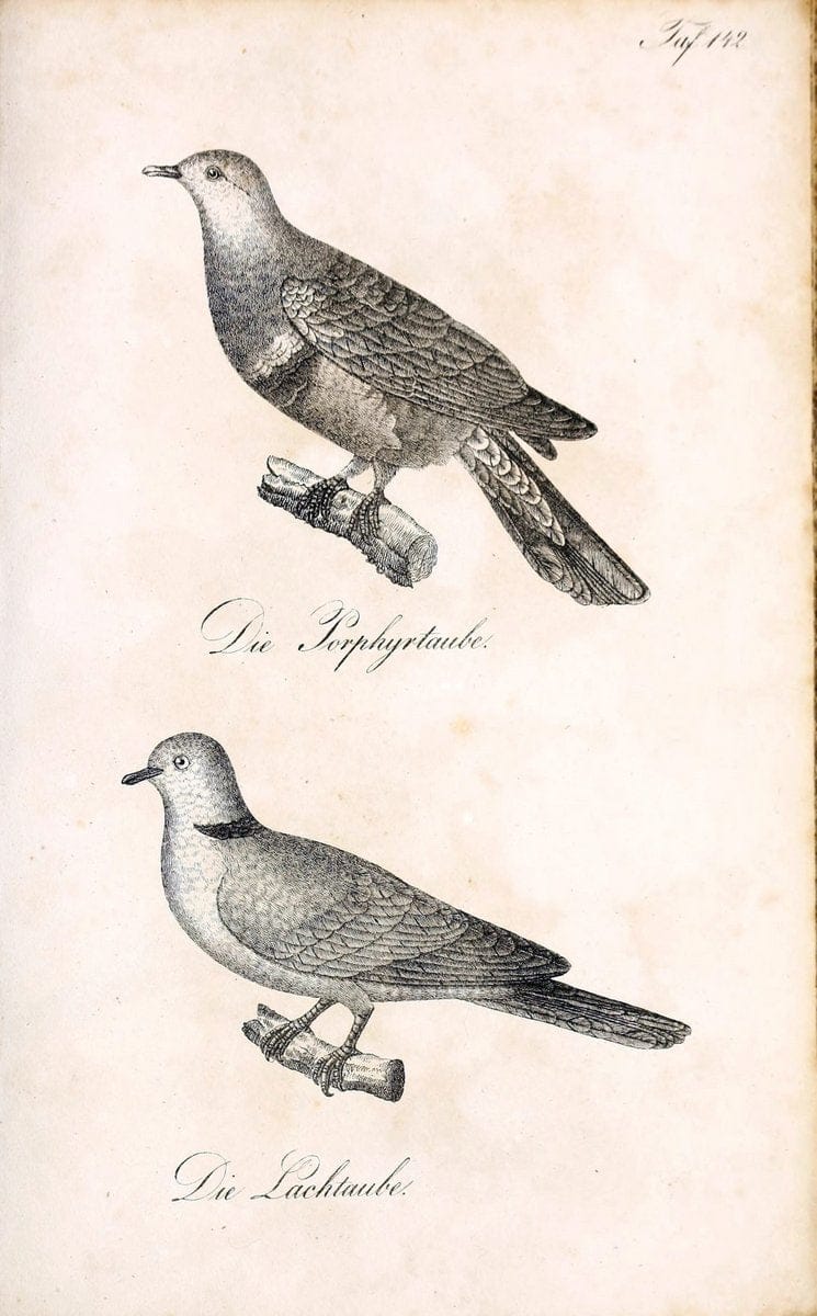 Die Naturgeschichte in getreuen Abbildungen und mit ausfuÃŒË†hrlicher Beschreibung derselben. Leipzig :bei Eduard Eisenach ;1835.  | Birds "Pictorial works"  | Vintage Print Reproduction 472024