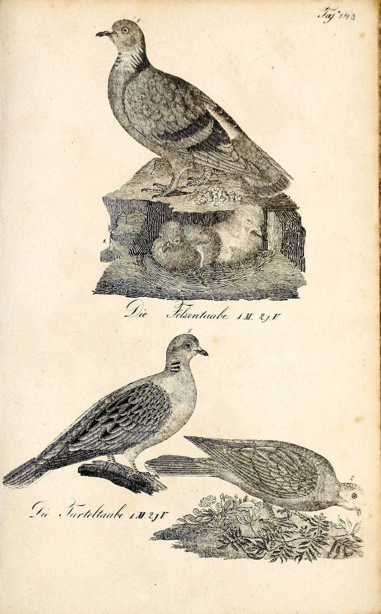 Die Naturgeschichte in getreuen Abbildungen und mit ausfuÃŒË†hrlicher Beschreibung derselben. Leipzig :bei Eduard Eisenach ;1835.  | Birds "Pictorial works"  | Vintage Print Reproduction 472025