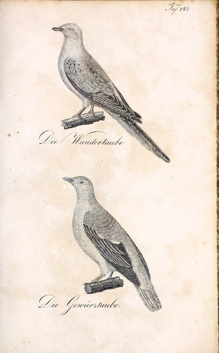 Die Naturgeschichte in getreuen Abbildungen und mit ausfuÃŒË†hrlicher Beschreibung derselben. Leipzig :bei Eduard Eisenach ;1835.  | Birds "Pictorial works"  | Vintage Print Reproduction 472026