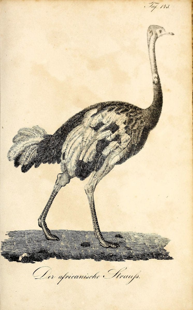 Die Naturgeschichte in getreuen Abbildungen und mit ausfuÃŒË†hrlicher Beschreibung derselben. Leipzig :bei Eduard Eisenach ;1835.  | Birds "Pictorial works"  | Vintage Print Reproduction 472027