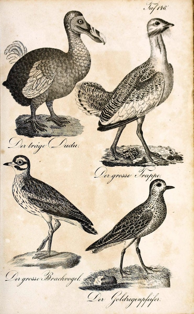 Die Naturgeschichte in getreuen Abbildungen und mit ausfuÃŒË†hrlicher Beschreibung derselben. Leipzig :bei Eduard Eisenach ;1835.  | Birds "Pictorial works"  | Vintage Print Reproduction 472030