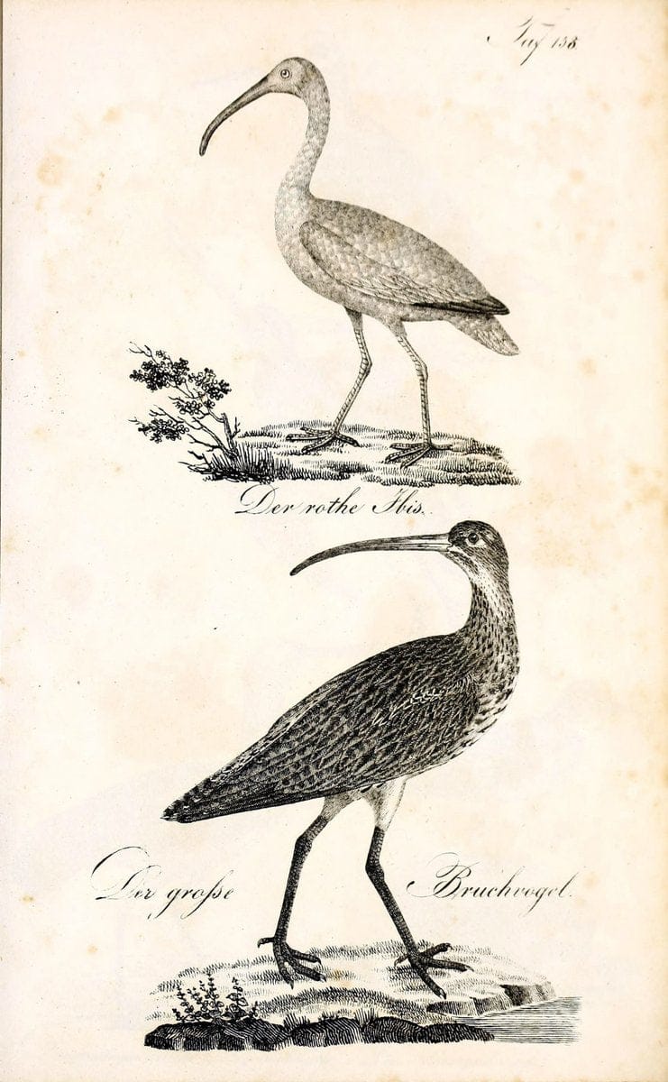 Die Naturgeschichte in getreuen Abbildungen und mit ausfuÃŒË†hrlicher Beschreibung derselben. Leipzig :bei Eduard Eisenach ;1835.  | Birds "Pictorial works"  | Vintage Print Reproduction 472041
