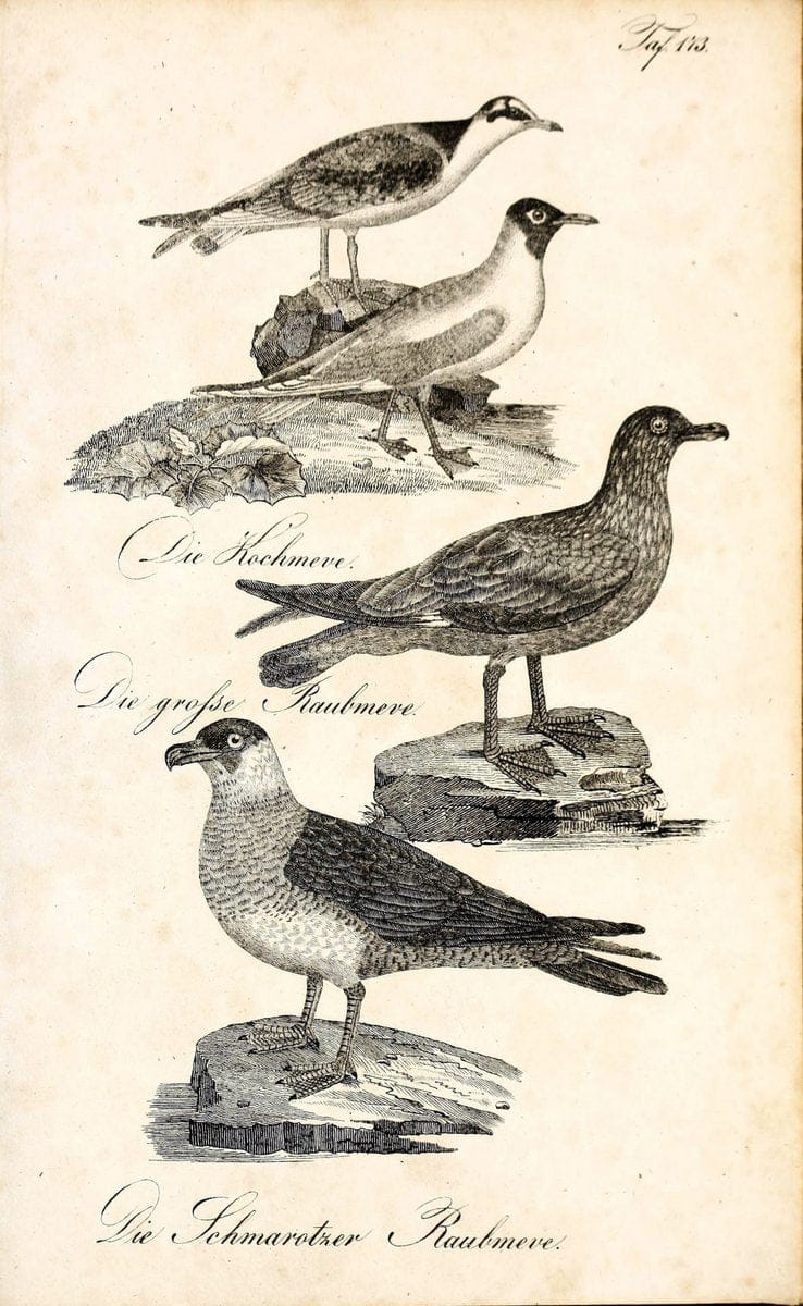 Die Naturgeschichte in getreuen Abbildungen und mit ausfuÃŒË†hrlicher Beschreibung derselben. Leipzig :bei Eduard Eisenach ;1835.  | Birds "Pictorial works"  | Vintage Print Reproduction 472056