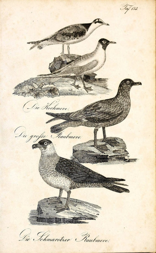 Die Naturgeschichte in getreuen Abbildungen und mit ausfuÃŒË†hrlicher Beschreibung derselben. Leipzig :bei Eduard Eisenach ;1835.  | Birds "Pictorial works"  | Vintage Print Reproduction 472056