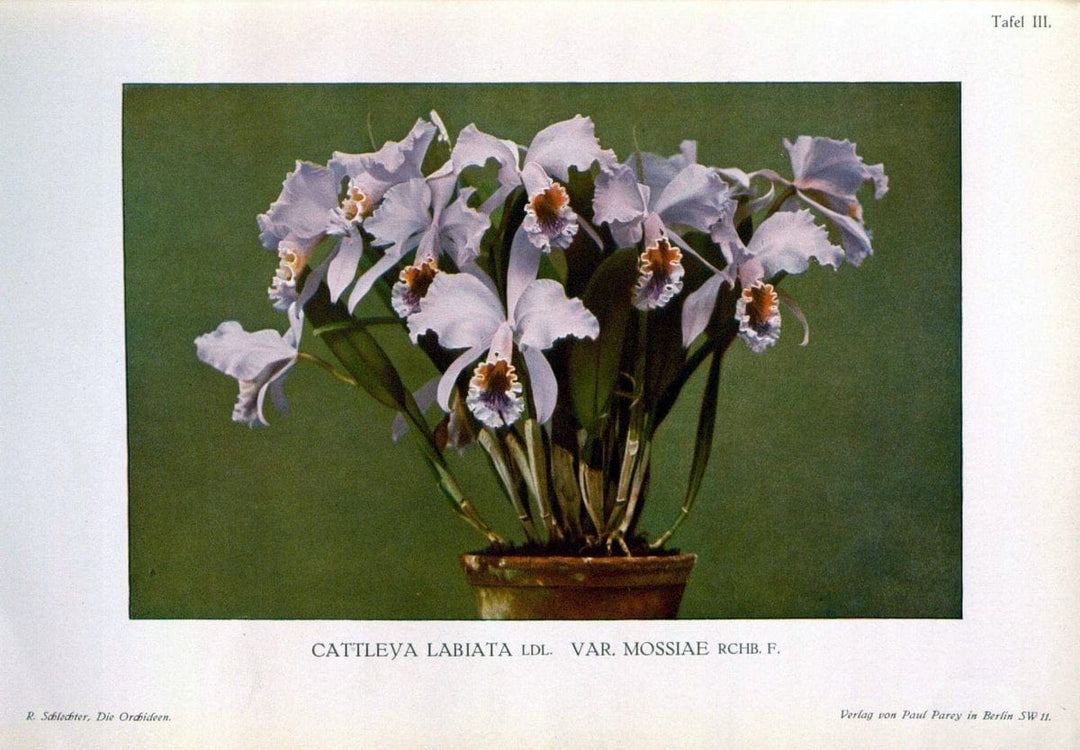 Die Orchideen :.Berlin :P. Parey,1915.. |  | Vintage Print Reproduction 472096