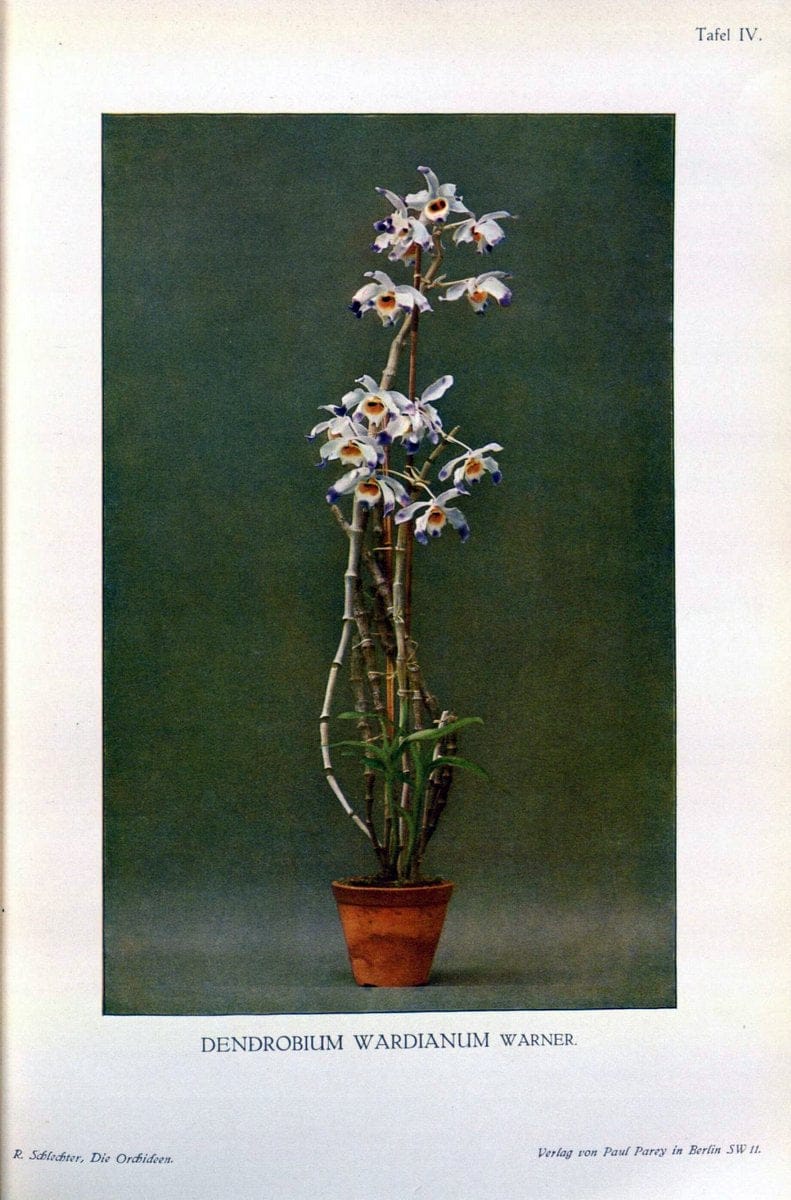 Die Orchideen :.Berlin :P. Parey,1915.. |  | Vintage Print Reproduction 472097