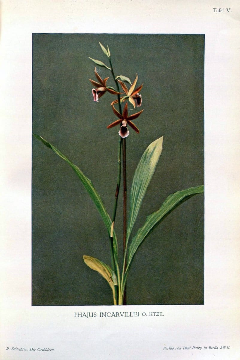 Die Orchideen :.Berlin :P. Parey,1915.. |  | Vintage Print Reproduction 472098