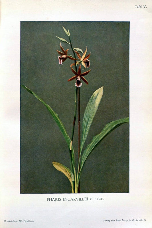 Die Orchideen :.Berlin :P. Parey,1915.. |  | Vintage Print Reproduction 472098