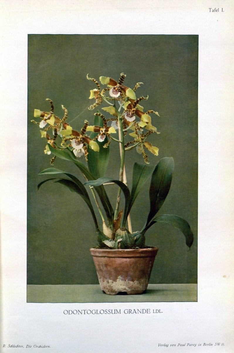 Die Orchideen :.Berlin :P. Parey,1915.. |  | Vintage Print Reproduction 472099