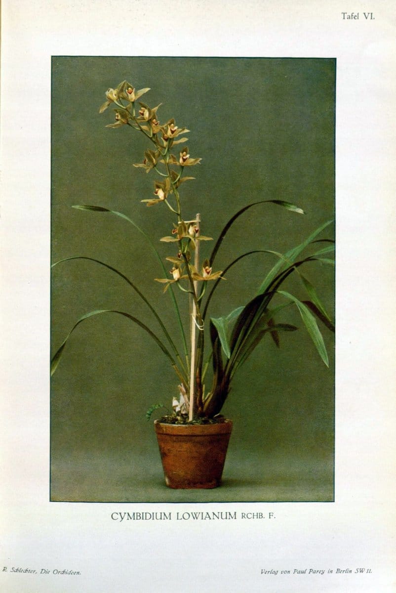 Die Orchideen :.Berlin :P. Parey,1915.. |  | Vintage Print Reproduction 472100