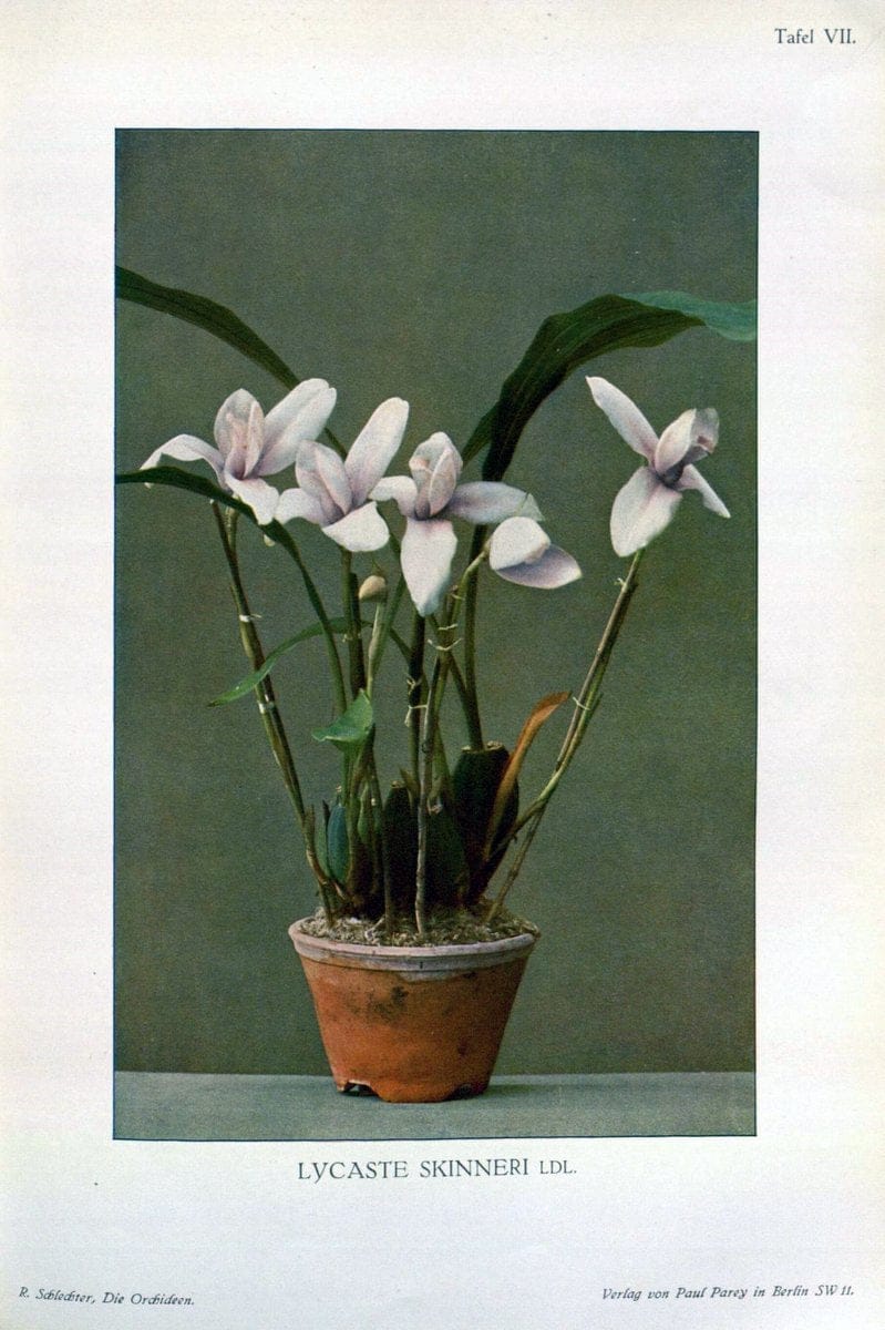 Die Orchideen :.Berlin :P. Parey,1915.. |  | Vintage Print Reproduction 472101
