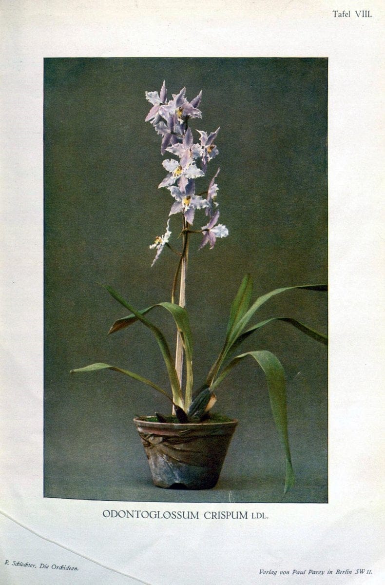 Die Orchideen :.Berlin :P. Parey,1915.. |  | Vintage Print Reproduction 472102