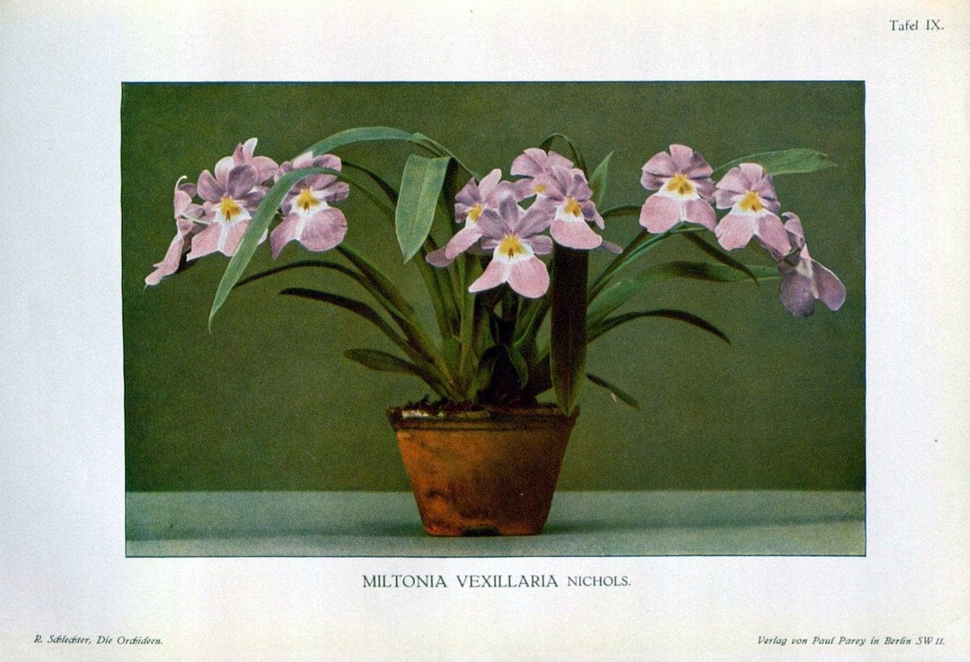 Die Orchideen :.Berlin :P. Parey,1915.. |  | Vintage Print Reproduction 472103