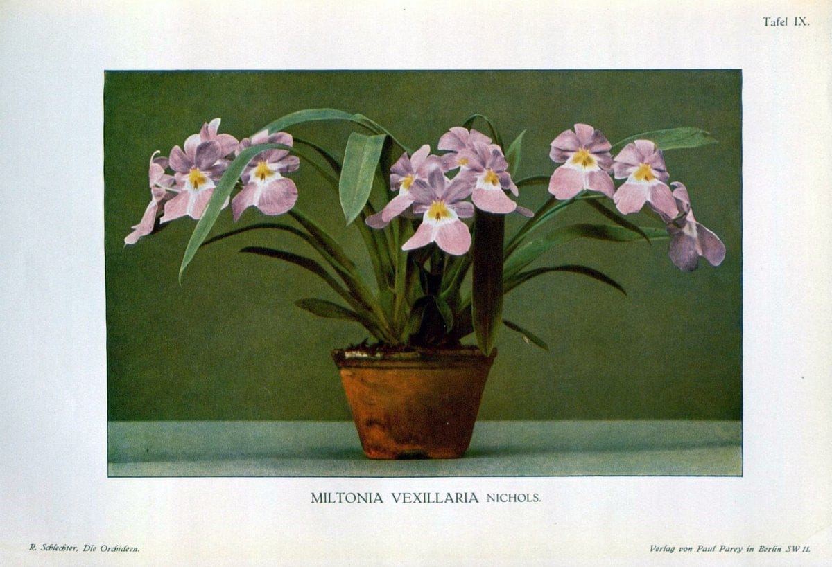 Die Orchideen :.Berlin :P. Parey,1915.. |  | Vintage Print Reproduction 472103