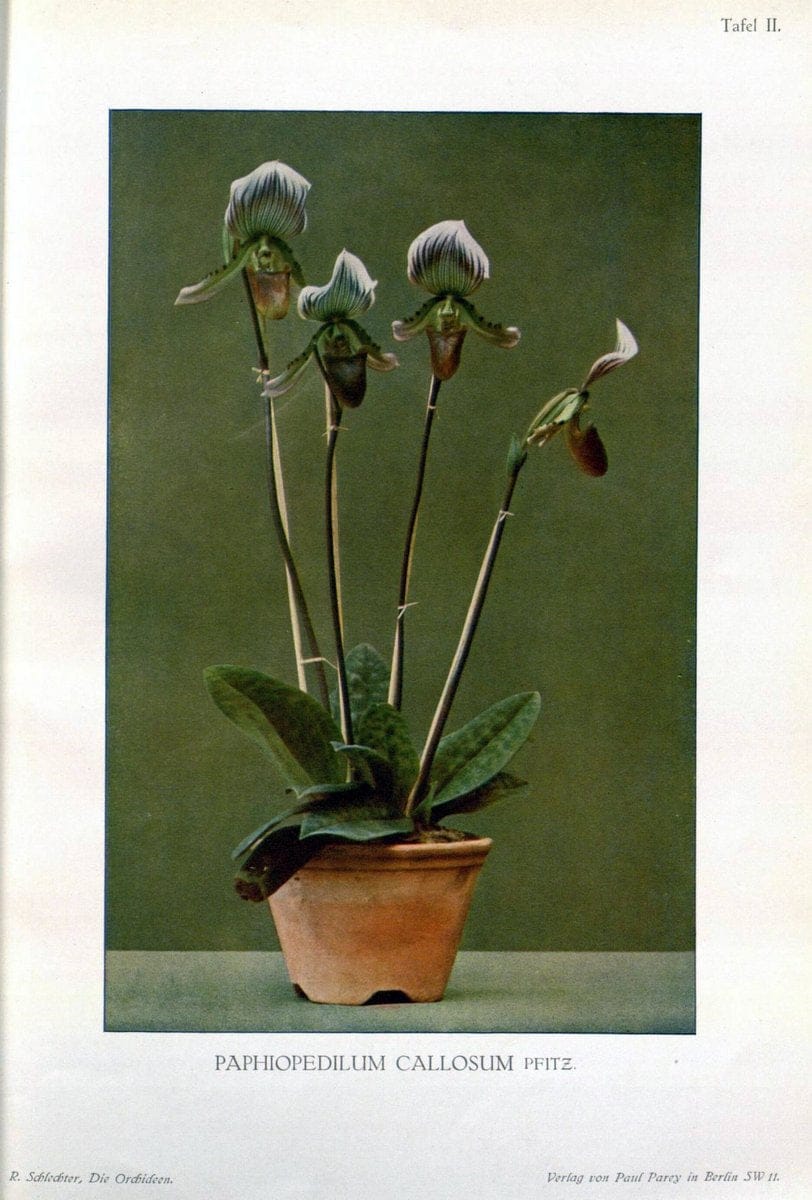 Die Orchideen :.Berlin :P. Parey,1915.. |  | Vintage Print Reproduction 472104