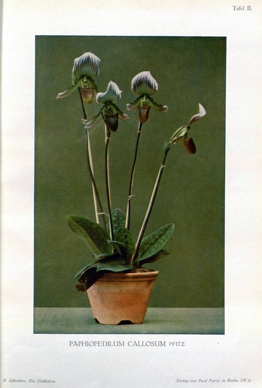 Die Orchideen :.Berlin :P. Parey,1915.. |  | Vintage Print Reproduction 472104