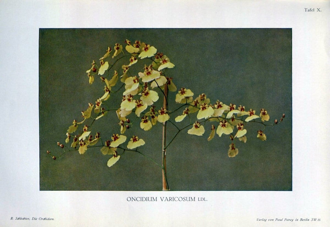 Die Orchideen :.Berlin :P. Parey,1915.. |  | Vintage Print Reproduction 472105