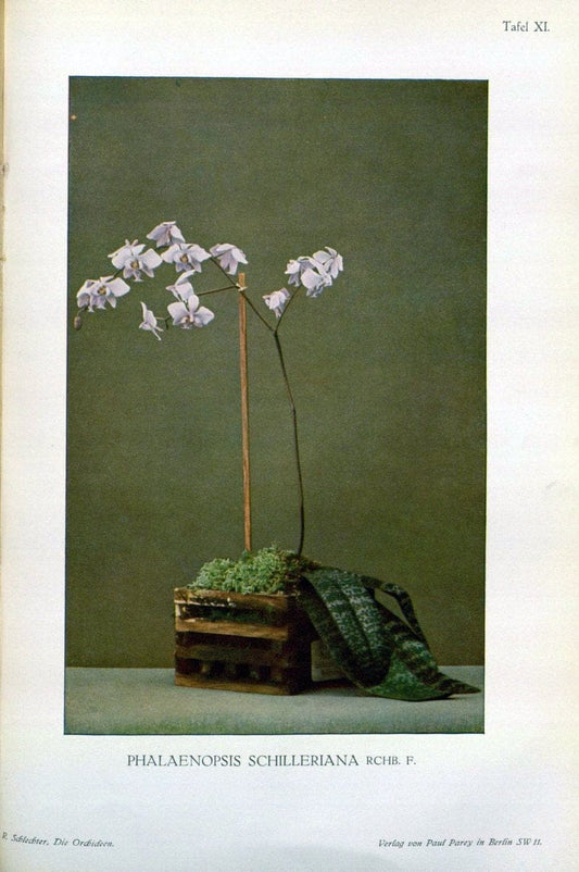Die Orchideen :.Berlin :P. Parey,1915.. |  | Vintage Print Reproduction 472106