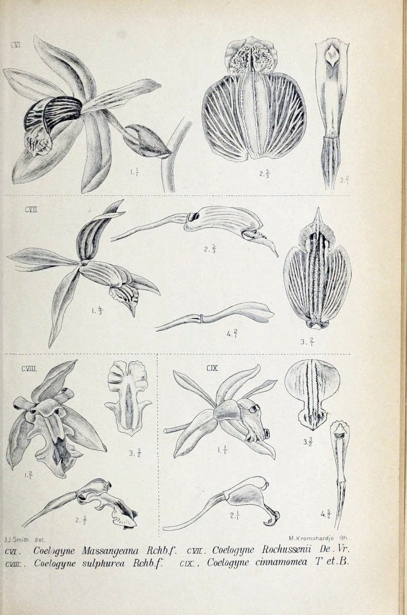Die orchideen von Java /.Leiden :E. J. Brill,1905-1914.  | Indonesia Java Orchids | Vintage Print Reproduction 472108