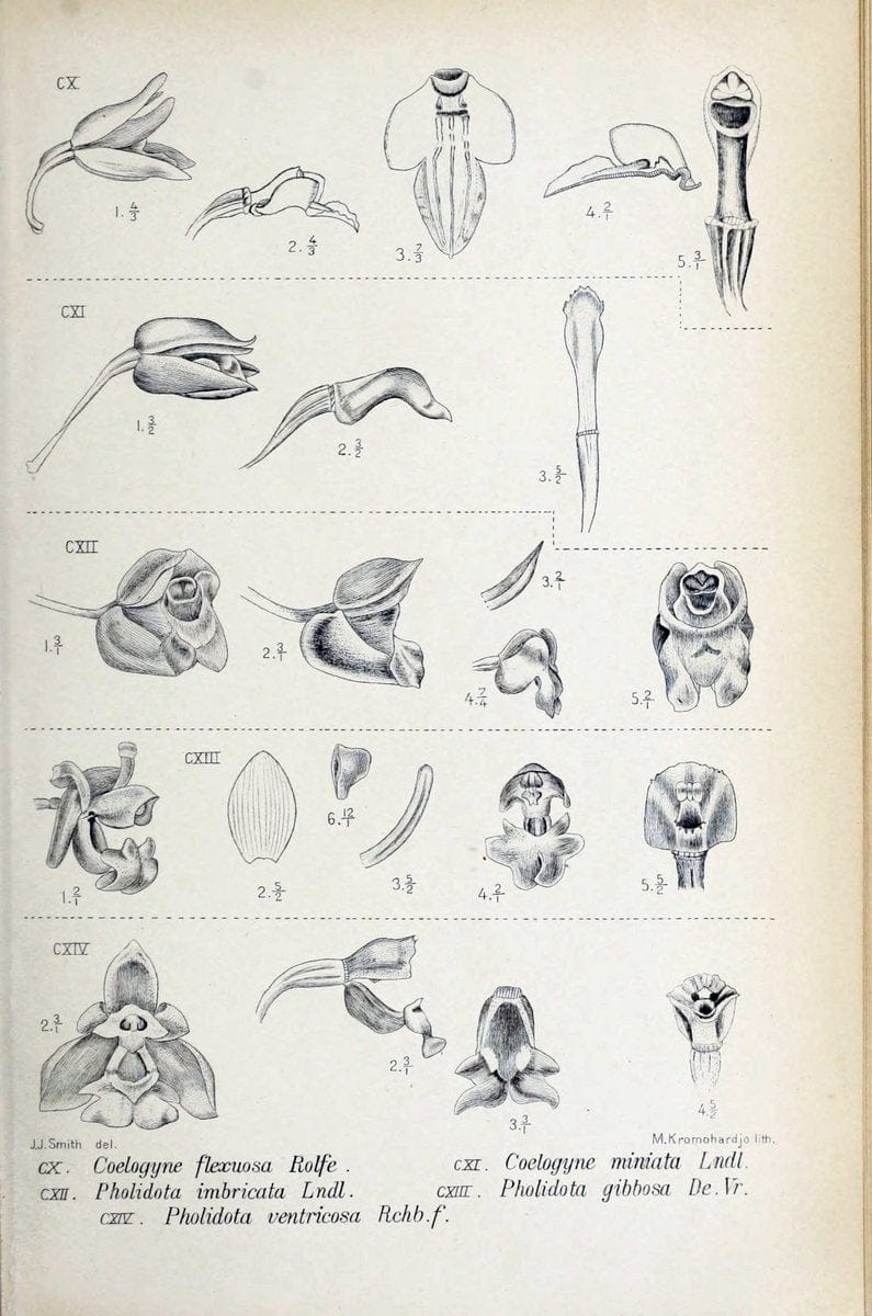 Die orchideen von Java /.Leiden :E. J. Brill,1905-1914.  | Indonesia Java Orchids | Vintage Print Reproduction 472109