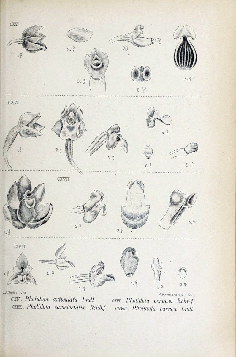Die orchideen von Java /.Leiden :E. J. Brill,1905-1914.  | Indonesia Java Orchids | Vintage Print Reproduction 472110