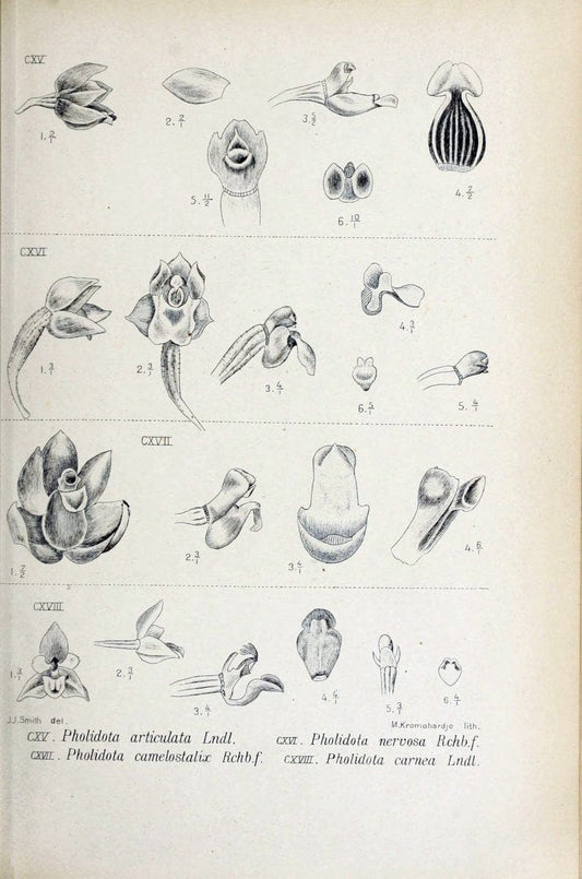 Die orchideen von Java /.Leiden :E. J. Brill,1905-1914.  | Indonesia Java Orchids | Vintage Print Reproduction 472110