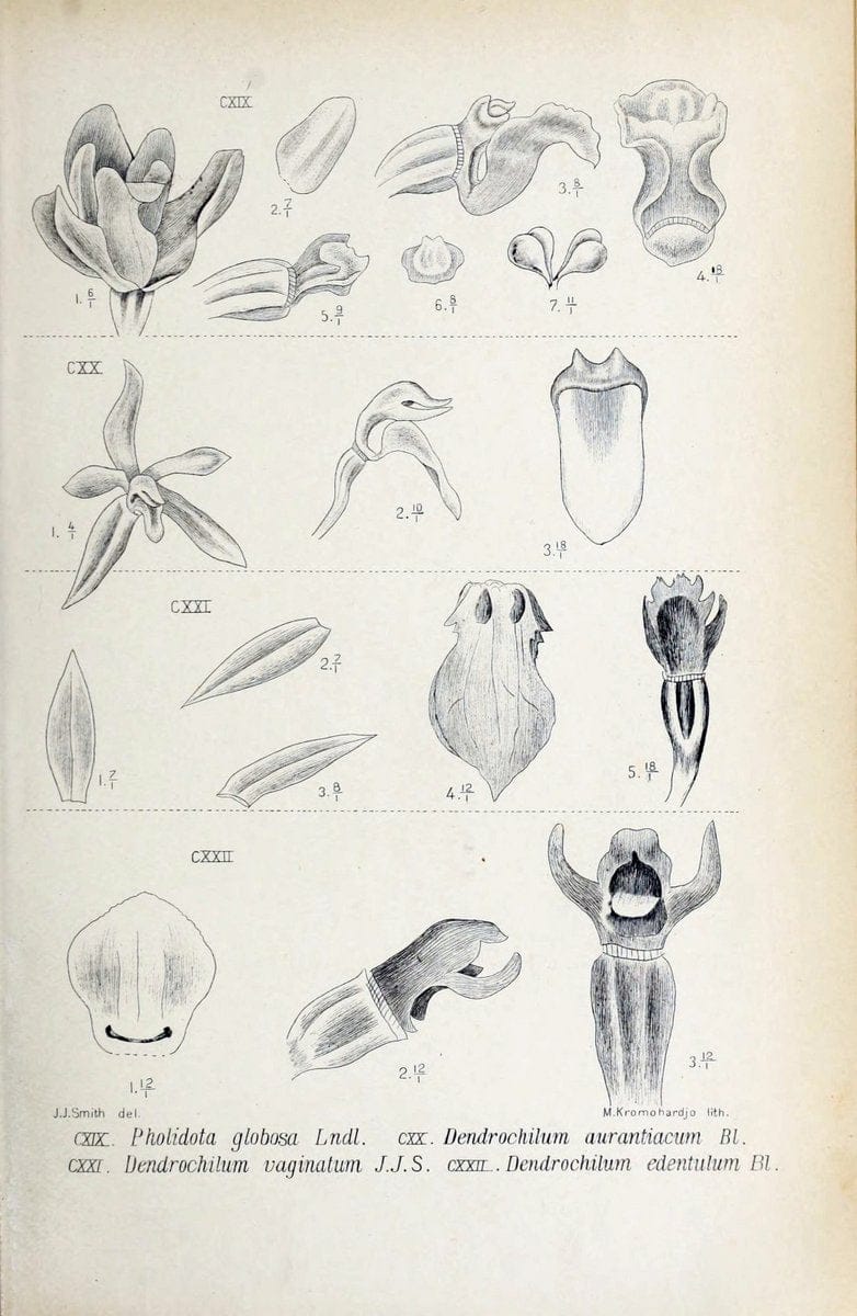 Die orchideen von Java /.Leiden :E. J. Brill,1905-1914.  | Indonesia Java Orchids | Vintage Print Reproduction 472111