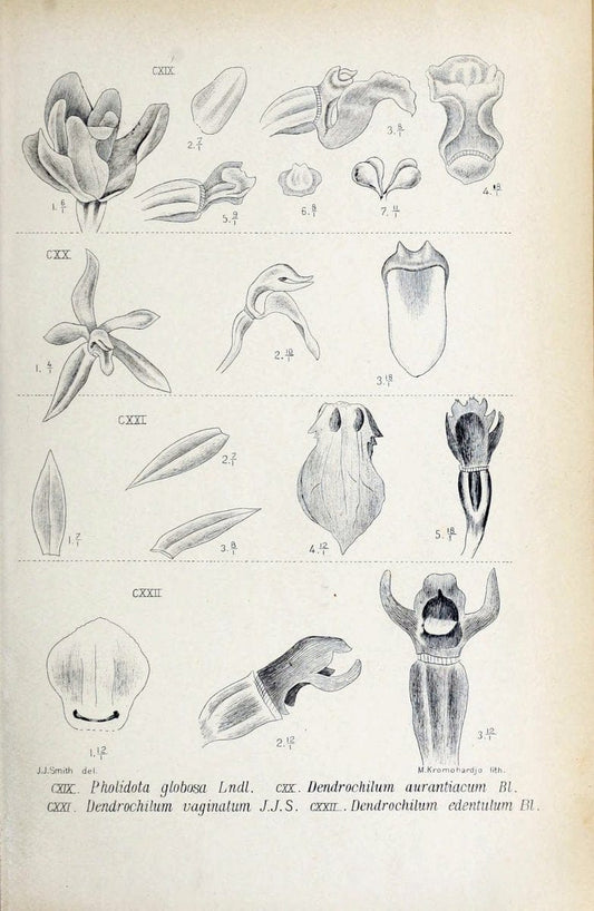 Die orchideen von Java /.Leiden :E. J. Brill,1905-1914.  | Indonesia Java Orchids | Vintage Print Reproduction 472111