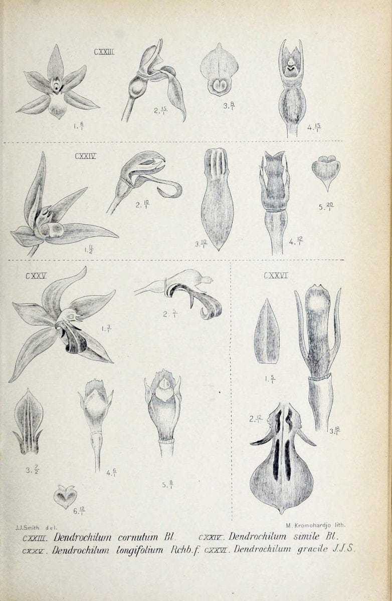Die orchideen von Java /.Leiden :E. J. Brill,1905-1914.  | Indonesia Java Orchids | Vintage Print Reproduction 472112