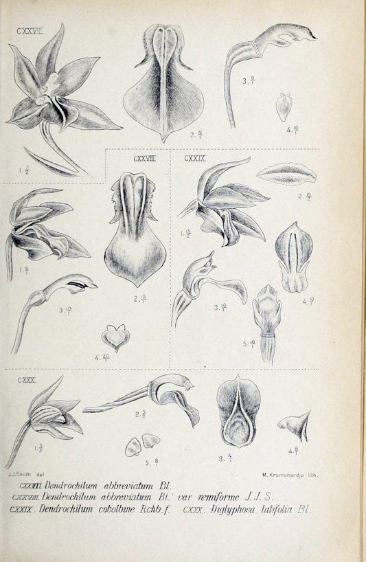 Die orchideen von Java /.Leiden :E. J. Brill,1905-1914.  | Indonesia Java Orchids | Vintage Print Reproduction 472113