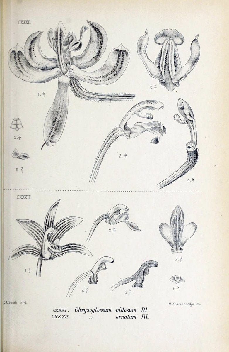Die orchideen von Java /.Leiden :E. J. Brill,1905-1914.  | Indonesia Java Orchids | Vintage Print Reproduction 472114