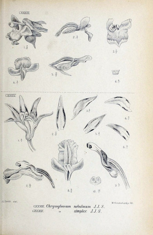 Die orchideen von Java /.Leiden :E. J. Brill,1905-1914.  | Indonesia Java Orchids | Vintage Print Reproduction 472115